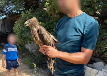 cover articolo - falco pecchiaiolo