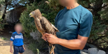 cover articolo - falco pecchiaiolo