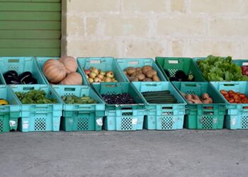 cibo agricoltura verdura maltese