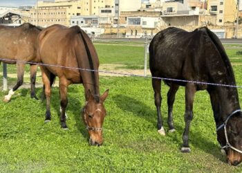 Spariti nella notte due cavalli dal Malta Polo Club: si offre ricompensa di 1.000 euro