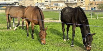 Spariti nella notte due cavalli dal Malta Polo Club: si offre ricompensa di 1.000 euro