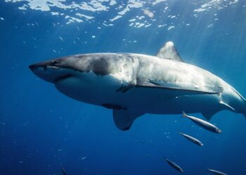 squalo bianco squali bianchi