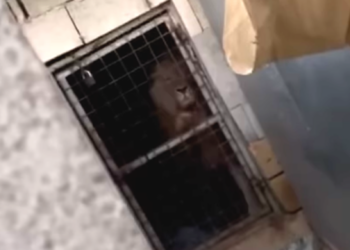 Leoni e una pantera trovati in «terribili condizioni» in una fattoria a Naxxar