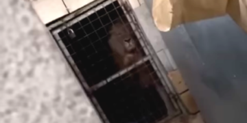 Leoni e una pantera trovati in «terribili condizioni» in una fattoria a Naxxar