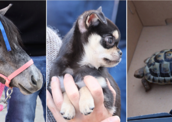 Dai cani ai pony, grande festa a Mosta per la benedizione degli animali