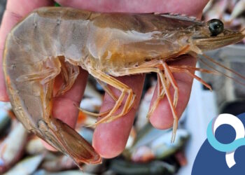 Nelle acque maltesi spunta il gambero “alieno” proveniente dall’Oceano Atlantico