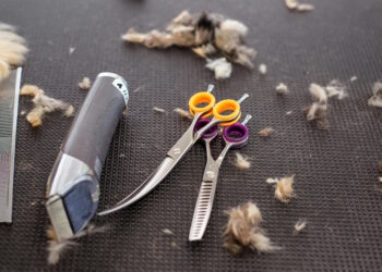 toelettatura toelettatori groomer
