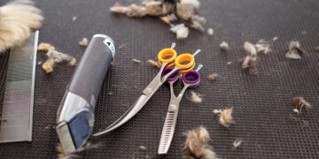 toelettatura toelettatori groomer