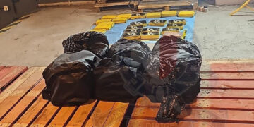 Droga nascosta tra i gamberetti surgelati: sequestrati 98 chili di cocaina diretti a Genova