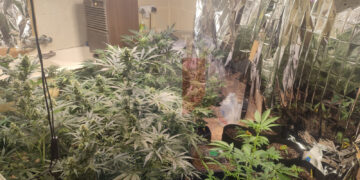 Serra con venti piante di marijuana in casa, 27enne in manette a Nadur