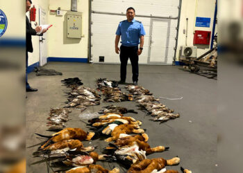 Bracconaggio internazionale: cinque maltesi fermati in Kirghizistan con uccelli di specie protetta