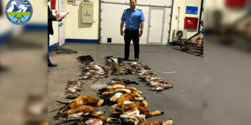 Bracconaggio internazionale: cinque maltesi fermati in Kirghizistan con uccelli di specie protetta