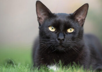 gatto - violenza su animali