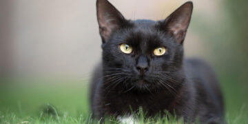 gatto - violenza su animali