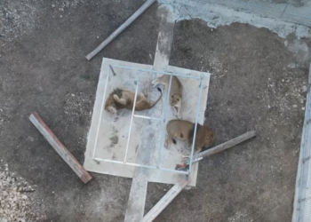 Leoni e leopardo rinchiusi tra cemento e sbarre a Rabat, attivisti lanciano petizione