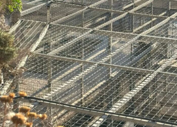 Leoni e leopardo trasferiti al “sicuro” a Rabat, attivisti furiosi: «Sottratta loro ogni dignità»