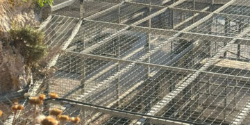 Leoni e leopardo trasferiti al “sicuro” a Rabat, attivisti furiosi: «Sottratta loro ogni dignità»