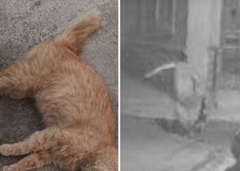 Allarme crudeltà sugli animali: gatti brutalmente uccisi in diverse località del Paese