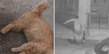 Allarme crudeltà sugli animali: gatti brutalmente uccisi in diverse località del Paese