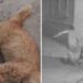 Allarme crudeltà sugli animali: gatti brutalmente uccisi in diverse località del Paese