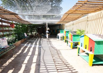 A Zurrieq inaugurato il primo Cat Café di Malta: un rifugio sicuro per i gatti randagi