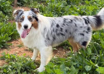 «Ridateci Vasco, è nostro figlio»: il disperato appello di una coppia per riabbracciare l’amato cane