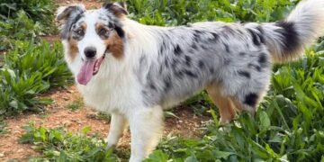 «Ridateci Vasco, è nostro figlio»: il disperato appello di una coppia per riabbracciare l’amato cane