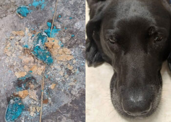 Cracker avvelenati gettati lungo un sentiero pubblico: cane salvato in extremis dal veterinario