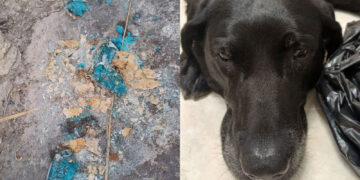 Cracker avvelenati gettati lungo un sentiero pubblico: cane salvato in extremis dal veterinario