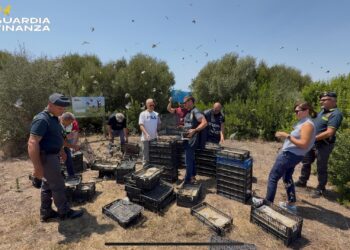 Maxi sequestro di uccelli protetti a Pozzallo: liberati quasi 2.700 esemplari destinati al mercato maltese