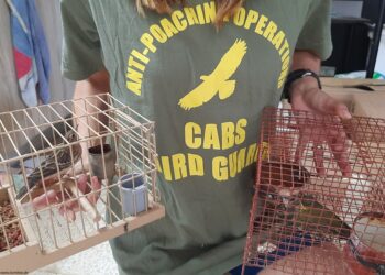 Il “peggior bracconiere di Malta” colpisce ancora: sequestrata enorme collezione di uccelli protetti vivi
