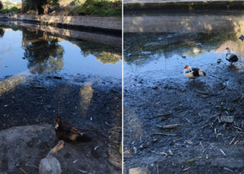 Olio motore sversato in un bacino idrico a Msida uccide numerosi volatili