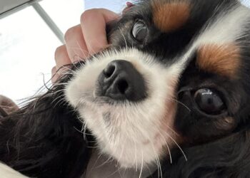 Cane muore perché nessuna clinica risponde all’emergenza, Ministero avvia indagini