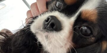 Cane muore perché nessuna clinica risponde all’emergenza, Ministero avvia indagini