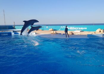 Al via indagine sulle condizioni dei delfini del Mediterraneo Marine Park sulla scia di numerose segnalazioni