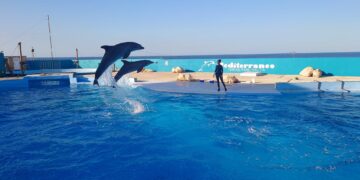 Al via indagine sulle condizioni dei delfini del Mediterraneo Marine Park sulla scia di numerose segnalazioni