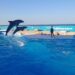 Al via indagine sulle condizioni dei delfini del Mediterraneo Marine Park sulla scia di numerose segnalazioni