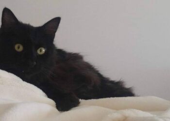 Emergenze veterinarie, un vuoto che costa caro agli animali e ai loro padroni: «A Malta costretti a mendicare cure»