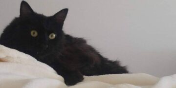 Emergenze veterinarie, un vuoto che costa caro agli animali e ai loro padroni: «A Malta costretti a mendicare cure»