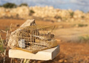 Malta riapre la stagione di cattura degli uccelli sfidando ancora una volta i tribunali europei