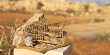 Malta riapre la stagione di cattura degli uccelli sfidando ancora una volta i tribunali europei