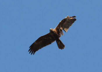 Bracconaggio, BirdLife Malta registra oltre 240 episodi di caccia illegale in meno di un mese