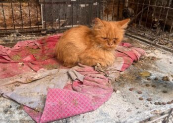 Un cortile trasformato in prigione: salvati 120 animali tenuti in condizioni disumane a Paola