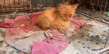 Un cortile trasformato in prigione: salvati 120 animali tenuti in condizioni disumane a Paola