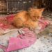 Un cortile trasformato in prigione: salvati 120 animali tenuti in condizioni disumane a Paola