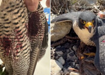 Falco colpito in volo durante lo spettacolo sotto gli occhi attoniti del proprietario e dei turisti