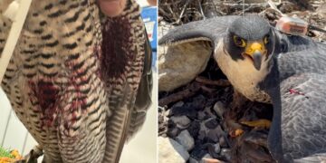 Falco colpito in volo durante lo spettacolo sotto gli occhi attoniti del proprietario e dei turisti