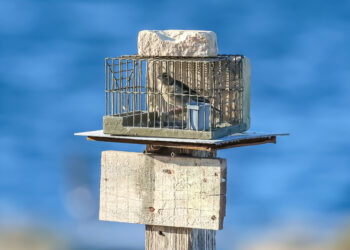 Cattura dei fringuelli, UE apre un’altra procedura d’infrazione: nel mirino la deroga maltese per “scopi scientifici”