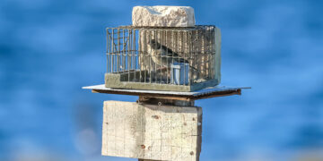 Cattura dei fringuelli, UE apre un’altra procedura d’infrazione: nel mirino la deroga maltese per “scopi scientifici”