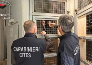 Scimpanzè maltrattato e legato a una catena in casa: denunciato un cittadino maltese